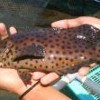 Ikan Kerapu