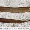Belut Rawa/ sawah