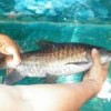 Ikan jurung, mahseer, Tor, jelawat, jurung Jambi