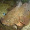 Ikan betutu hidup