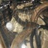 Membeli sidat Marmorata ukuran 200-500gr
