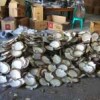 beli jenis kerang mutiara alami ukuran 600 gram up