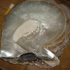 kulit mutiara alam berat di atas 550 gram