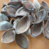 tutup semua jenis kerang ( overcollum shell )