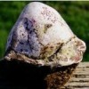 whale ambergris ( muntahan ikan paus )