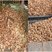 MEGACIPTA KOPRA KERING & KELAPA TUA