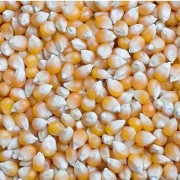 Tani Jaya Jagung Pipil