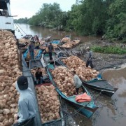 Sumber Tani Raya Kelapa Tua Super