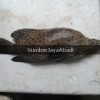 Ikan Kerapu Bebek / Tikus
