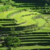 jatiluwih rice paddy trekking tour
