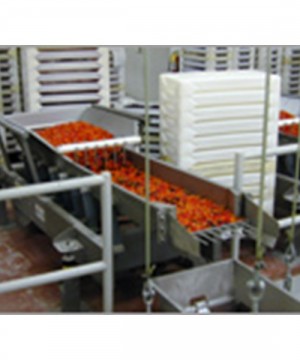 Conveyor Food Processing