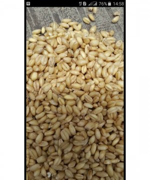 Biji Gandum Untuk Pakan Burung Dan Ayam